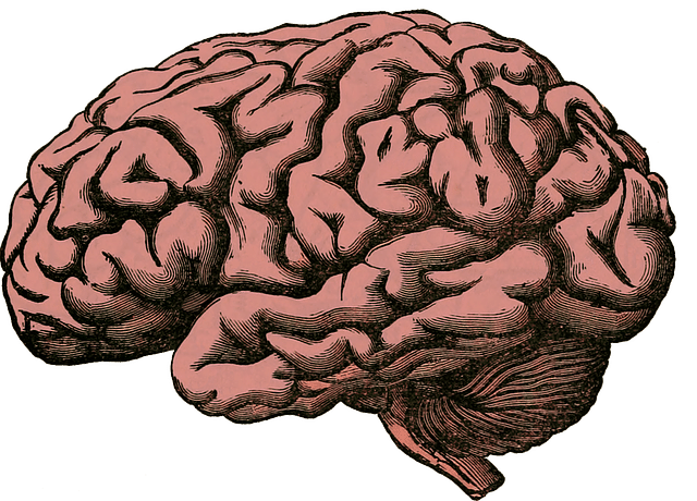 human brain nootrpoics 101