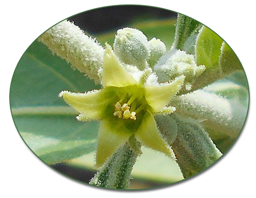 ashwagandha-nootropic-image ashwagandha nootropic image