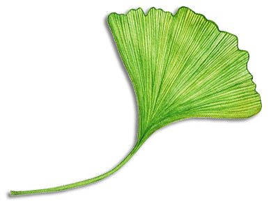gingko biloba leaf