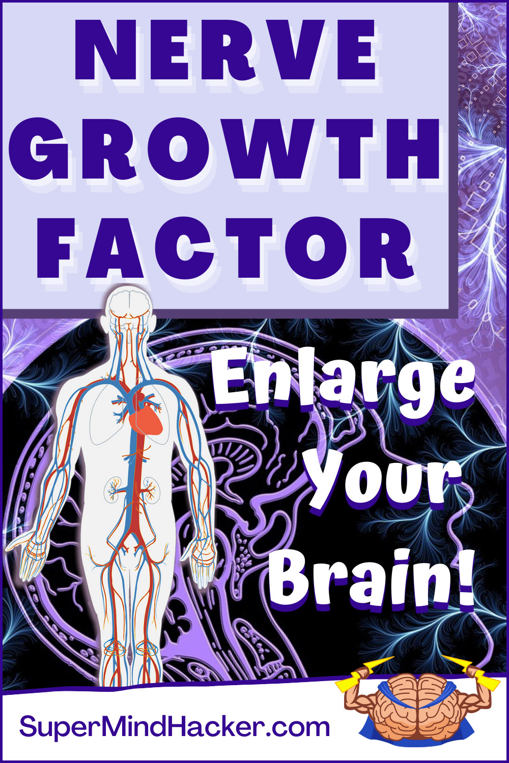 NGF-Nerve-Growth-Factor NGF Nerve Growth Factor