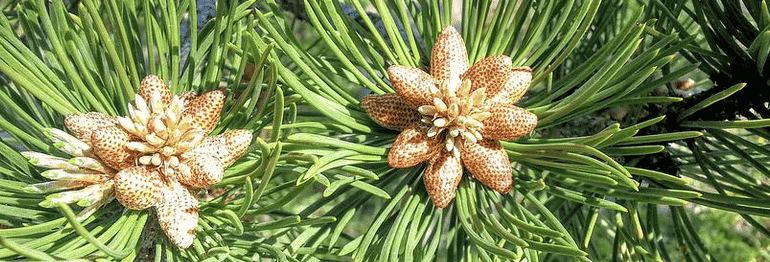 pine tree pollen natural herb