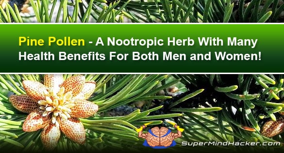 Pine Pollen – Little-Known Nootropic Herb With Many Benefits for Men And Women